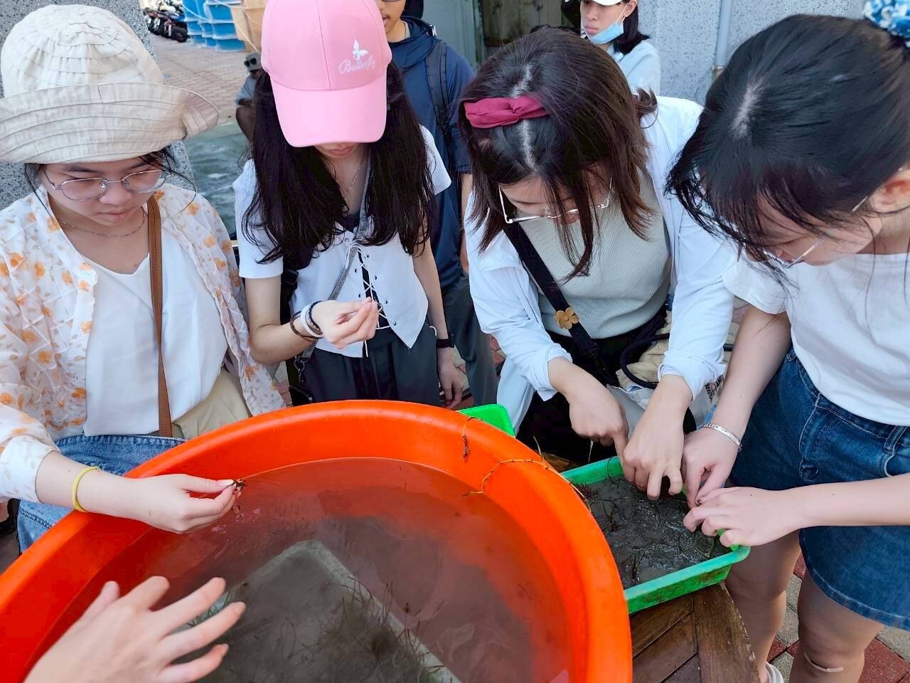 東華大學修課同學們進行海草分選之實務操作 (東華大學社會責任行動中心提供)